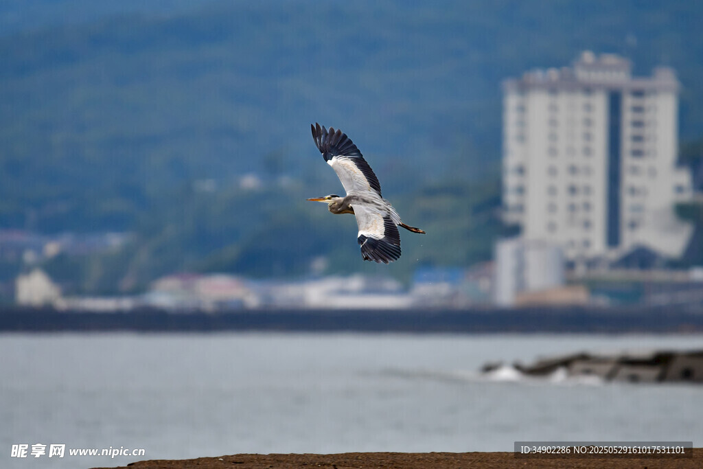 海鸥翱翔于城市滨水景观