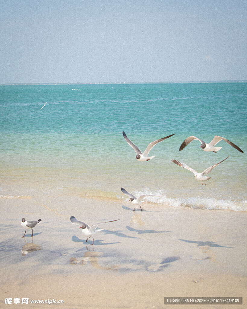 海边沙滩上飞翔与休憩的海鸥