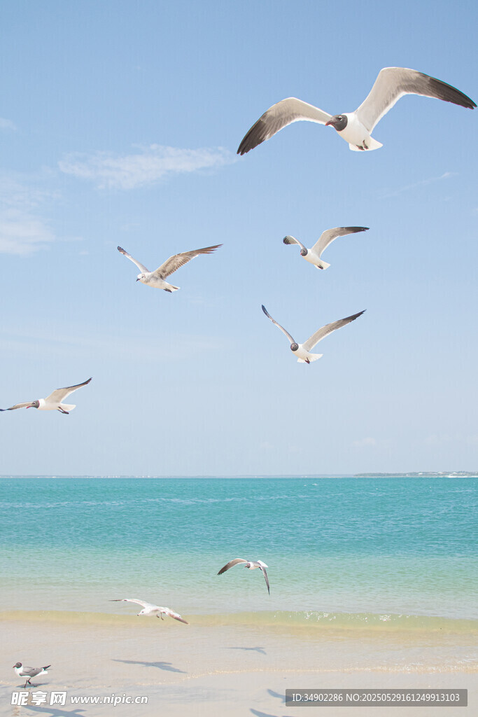 海边飞翔的海鸥美景