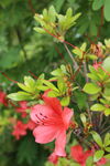 杜鹃花 