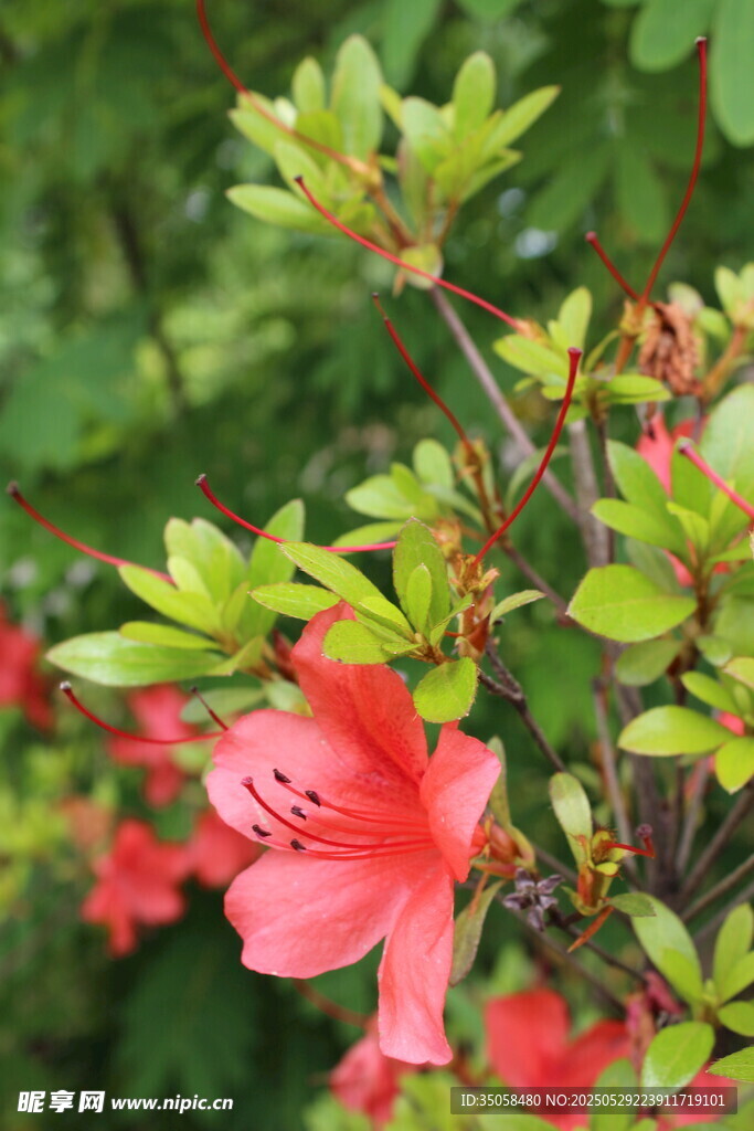 杜鹃花 