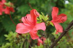 杜鹃花 