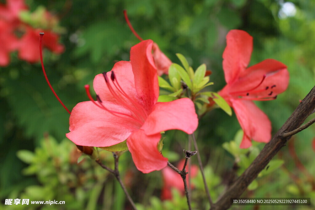 杜鹃花 