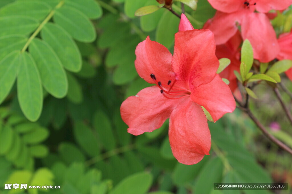 杜鹃花  