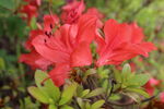 杜鹃花 