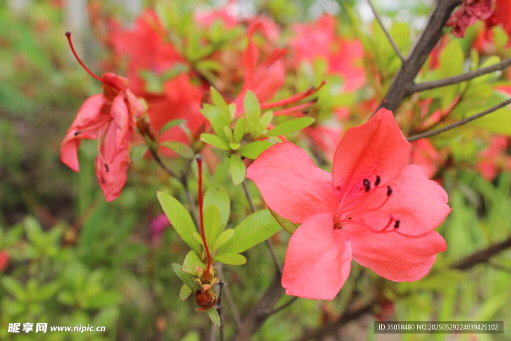 杜鹃花 