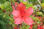 杜鹃花  
