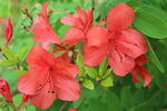 杜鹃花  