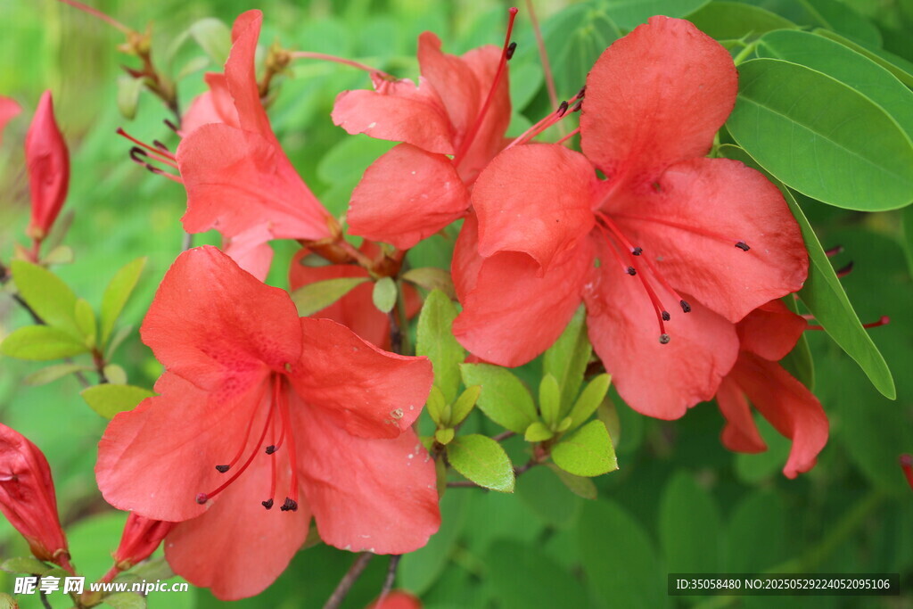 杜鹃花  