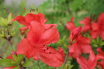 杜鹃花  