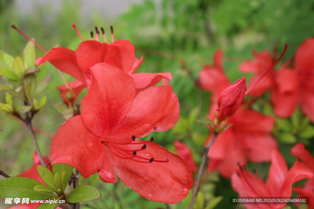 杜鹃花  