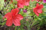 杜鹃花  