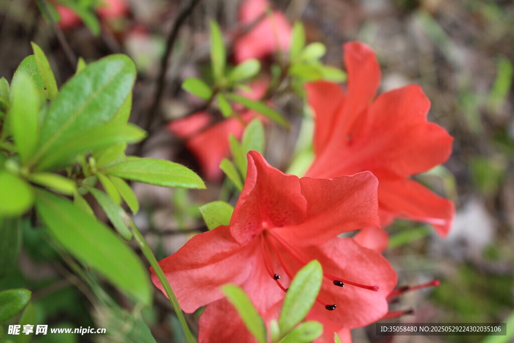 杜鹃花 