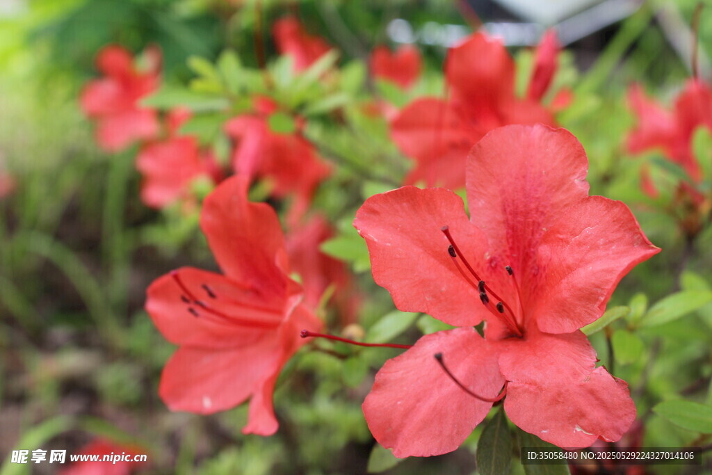 杜鹃花 