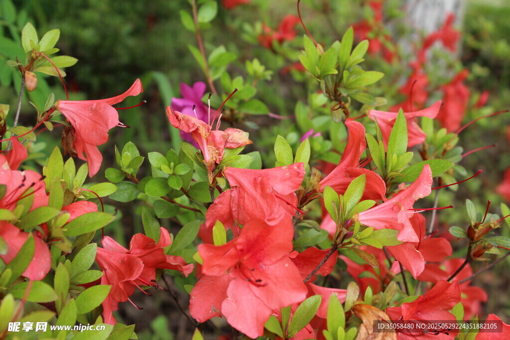 杜鹃花  