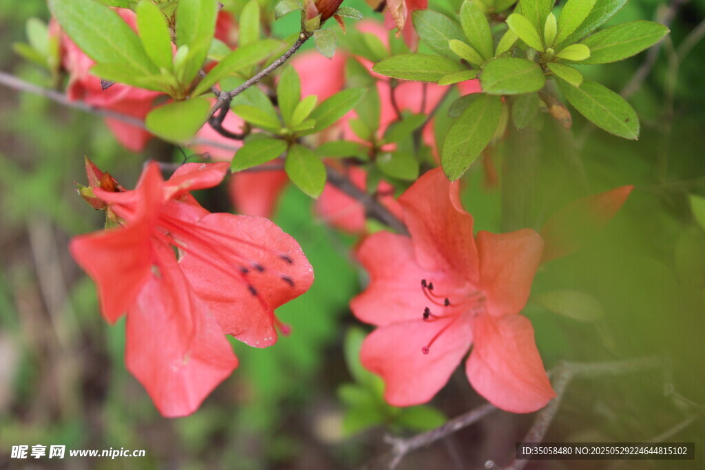 杜鹃花  