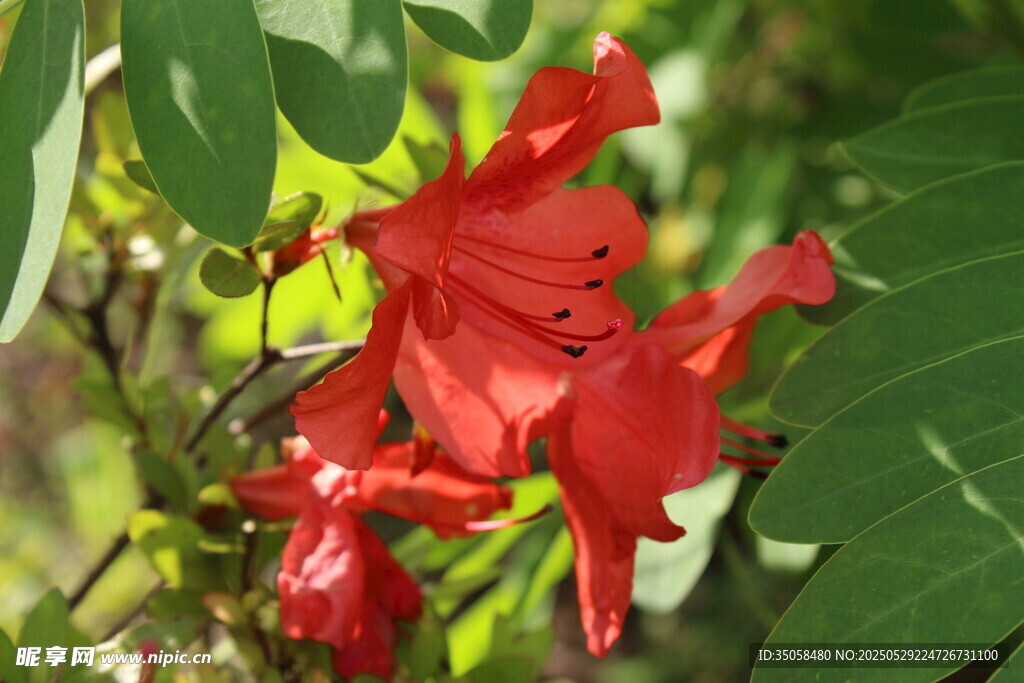 杜鹃花 