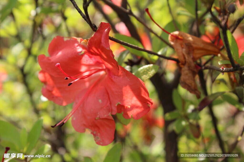 杜鹃花  