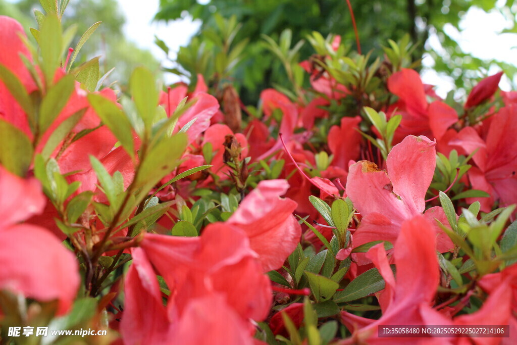 杜鹃花  