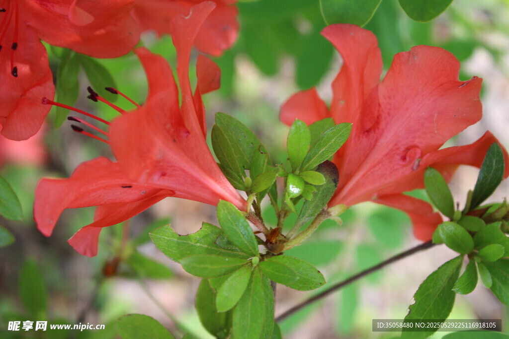 杜鹃花 