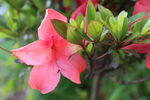 杜鹃花  