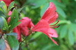 杜鹃花 