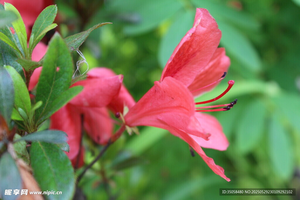 杜鹃花 