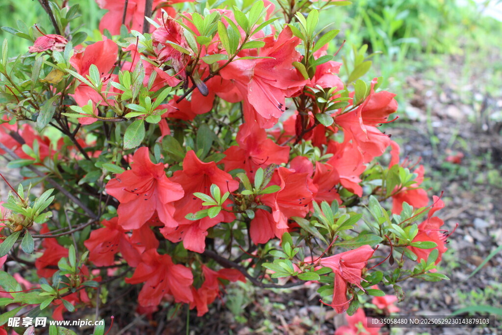 杜鹃花  