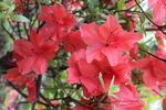 杜鹃花  