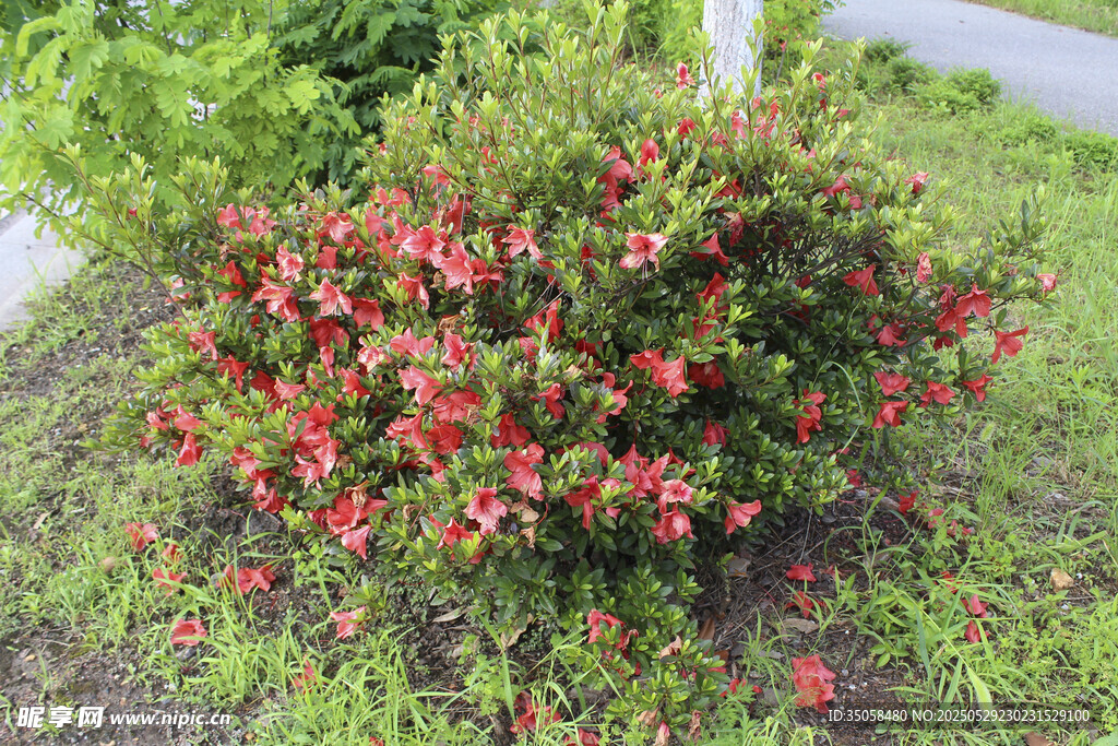 杜鹃花 