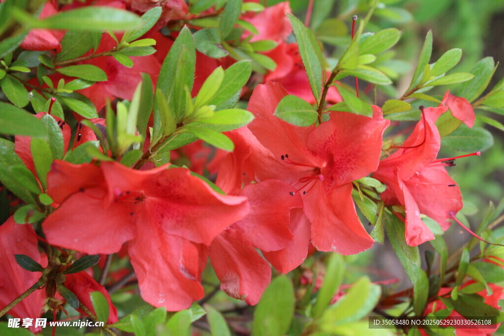 杜鹃花 