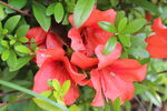 杜鹃花  
