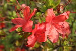 杜鹃花 