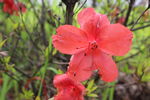 杜鹃花  