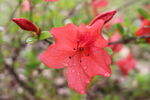 杜鹃花 