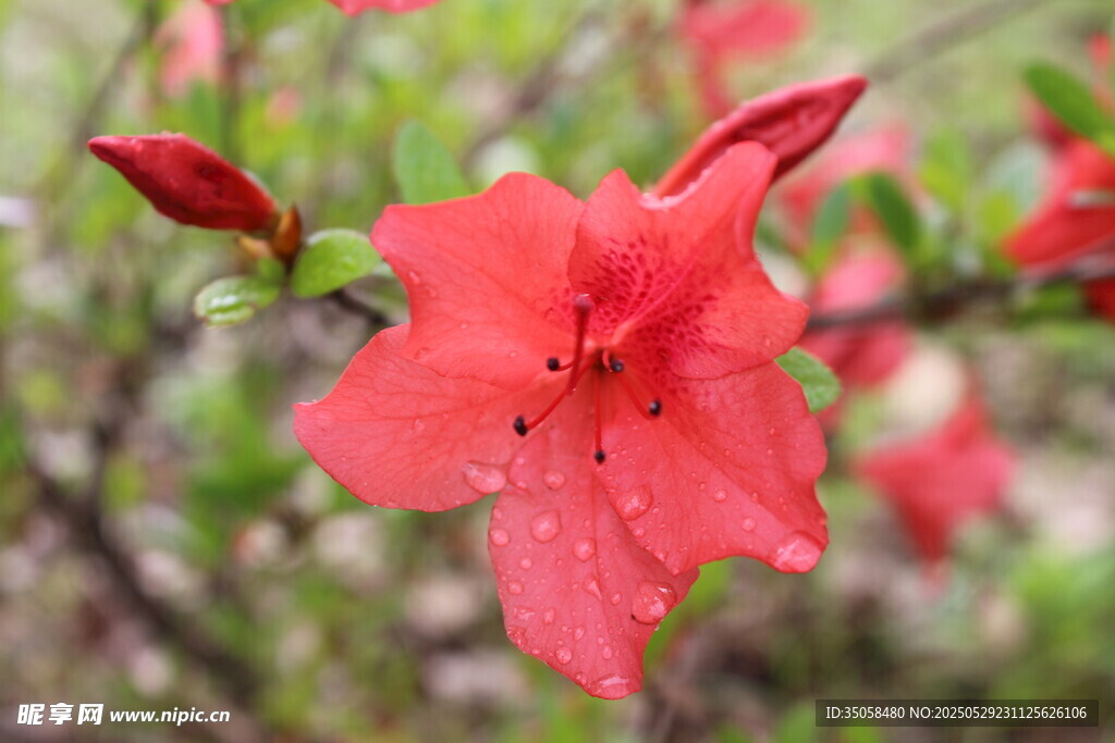 杜鹃花 