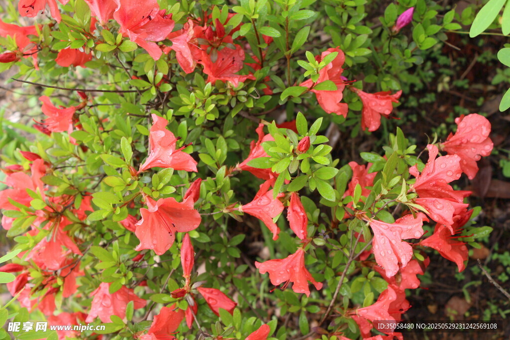 杜鹃花 
