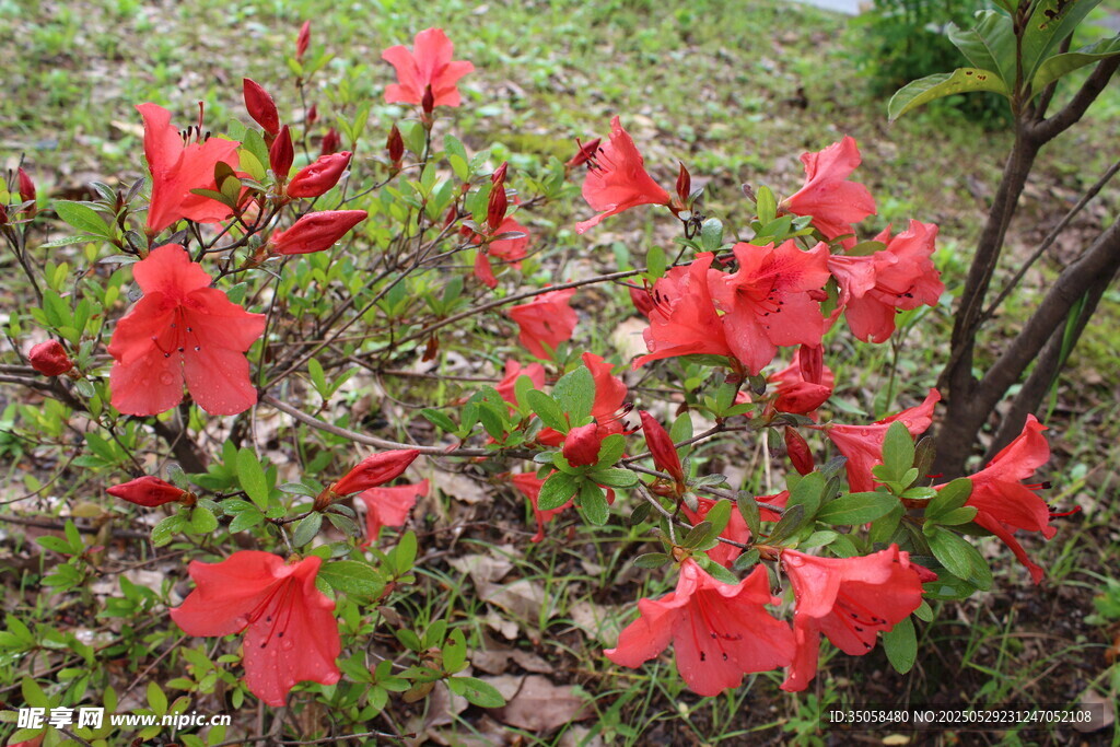 杜鹃花  