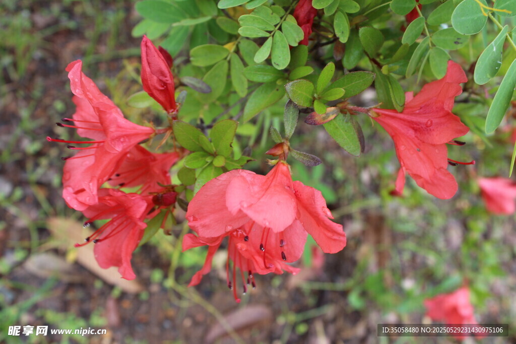 杜鹃花 