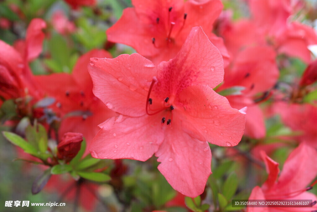 杜鹃花  