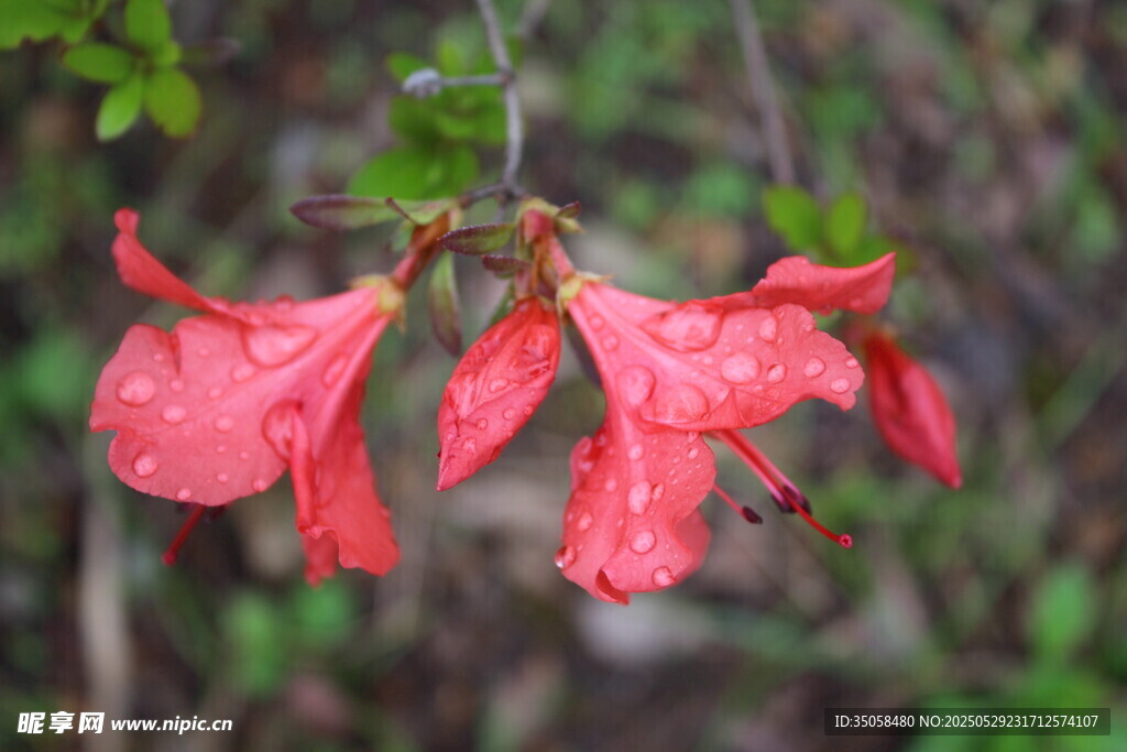 杜鹃花 