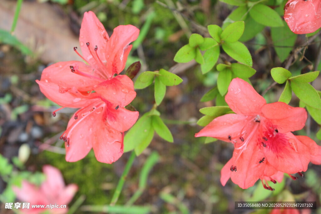 杜鹃花  