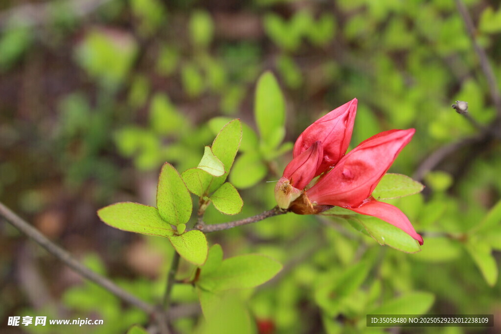 杜鹃花  