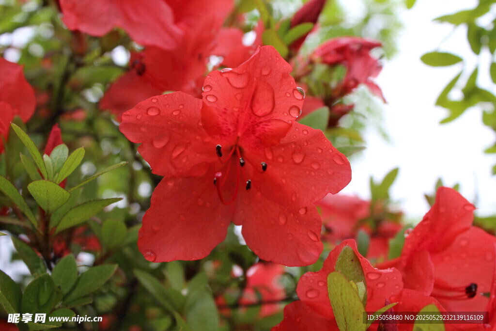 杜鹃花  