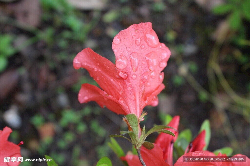 杜鹃花 