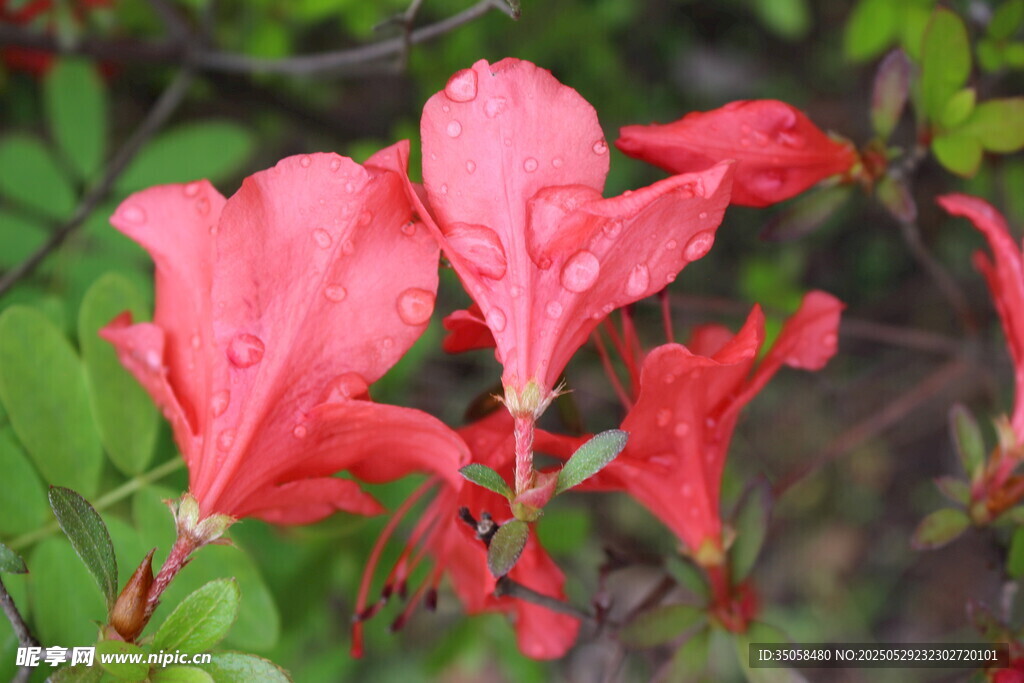 杜鹃花 