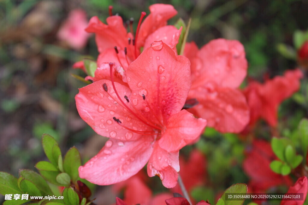 杜鹃花  