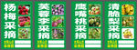 杨梅鹰嘴桃