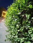 夜晚绿植景观
