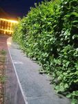 夜晚绿植旁的静谧小路